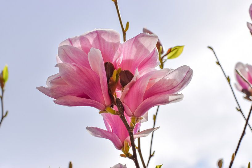 Spring in Pastel by Ingrid de Vos - Boom