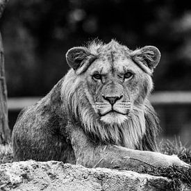 Staring Lioness von Joan le Poole