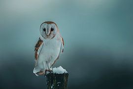 Schleiereule im Schnee von Rando Kromkamp Natuurfotograaf