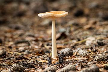 Pilz im Wald von Lucy van de Beek