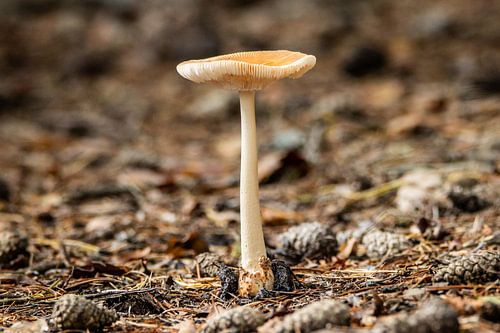 Mushroom in the forest