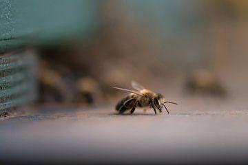 Abeille sur René Spruijtenburg