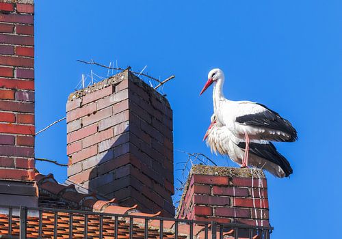 Deux cigognes blanches sur une cheminée
