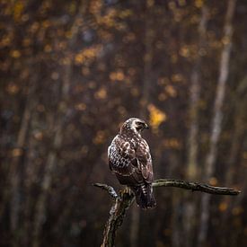 Buzzard in the autumn by OCEANVOLTA