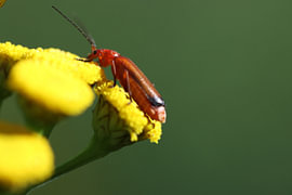 Sommersoldat – Bunte Insekten im Makroformat von Mootjes