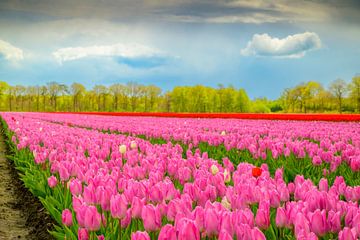 Tulpen in bloei in een veld tijdens de lente