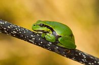 Tree frog by Berend Drent thumbnail