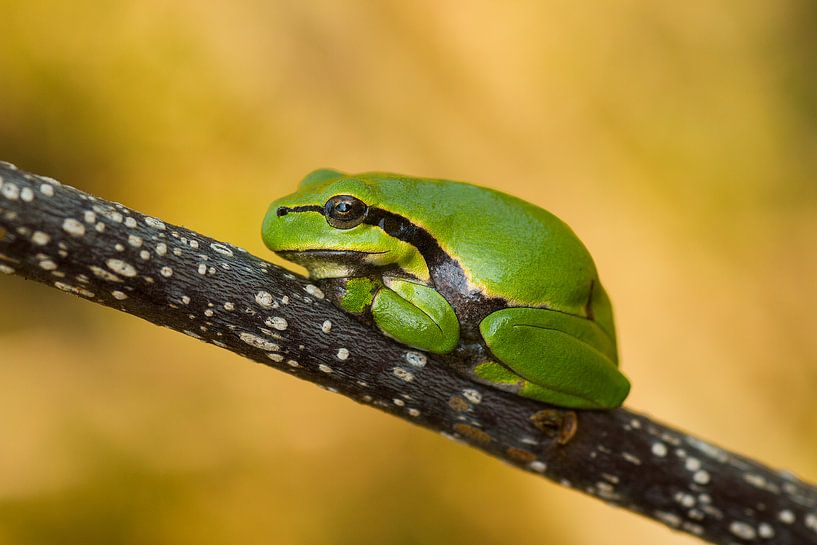 Tree frog by Berend Drent