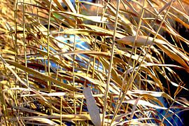 Stilleven von fernando dijkman