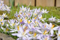 Bloemen nr 7