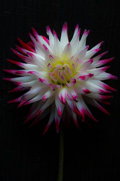 White pink dahlia by Niek Traas