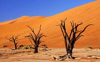Dead Vlei Namibie par W. Woyke Aperçu