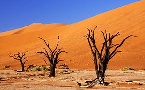 Dead Vlei Namibie sur W. Woyke