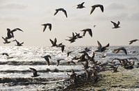 Seagulls