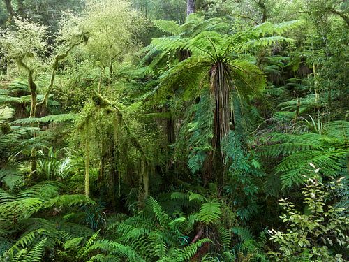 Kahurangi Nationalpark III