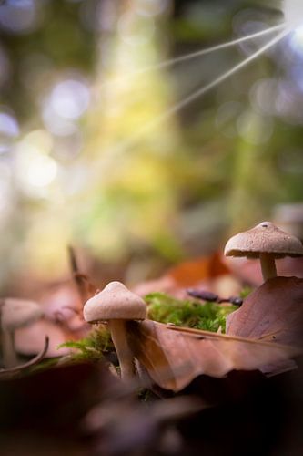 Paddestoel in ochtendlicht