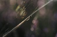 Spinne im Netz bei Sonnenaufgang (II) von Astrid Brouwers Miniaturansicht