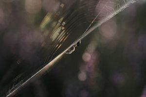 Spinne im Netz bei Sonnenaufgang (II)