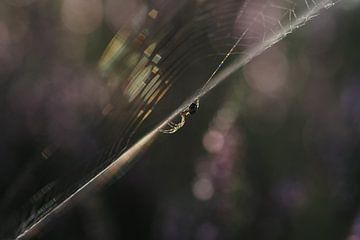 Spin in het web bij zonsopkomst (II)