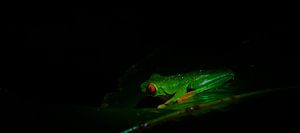 red-eyed tree frog van peter meier