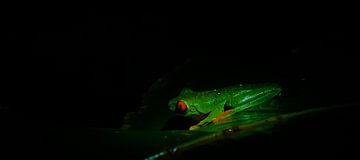 red-eyed tree frog by peter meier