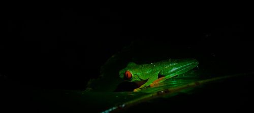 grenouille arboricole aux yeux rouges