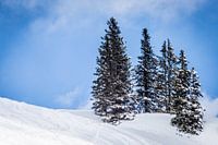 Snowy landscape with couple of trees