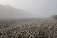 Campagne française