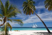 Tropical Daydream