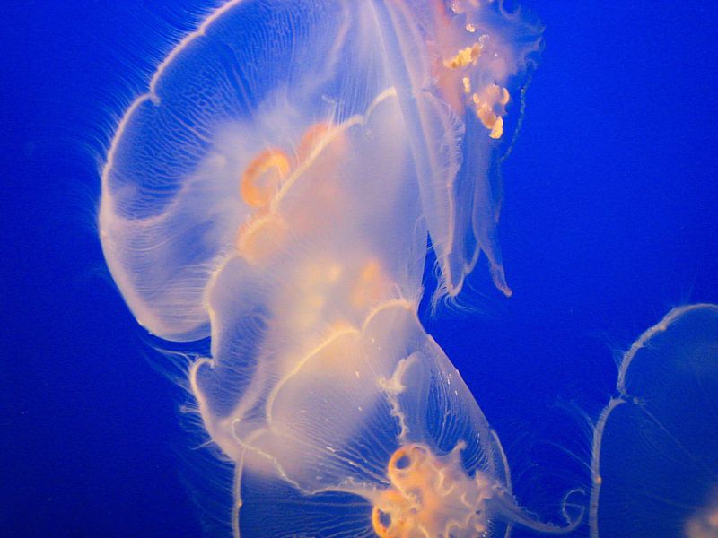 Jellyfish in the blue by Marjoleine Roos