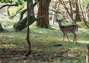 young bambi deer  van ChrisWillemsen thumbnail