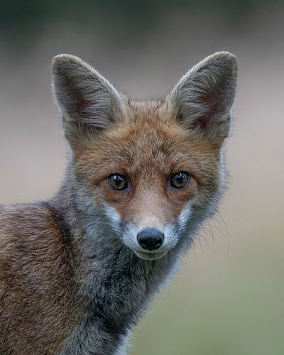 Portrait d'un jeune renard.