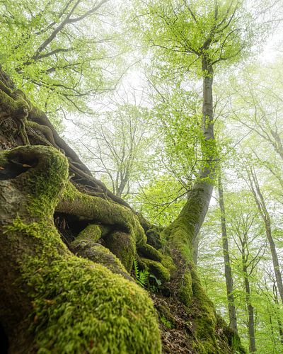 Salmwald, Eifel, Rijnland-Palts, Duitsland