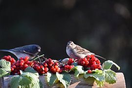 Birds at the Garden Feeder by Claude Laprise