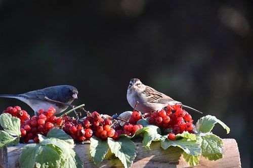 Vogels bij de Garden Feeder