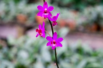 paarse orchidee in thailand