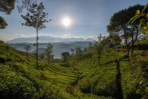 Theeplantage in Indonesië van Ellis Peeters