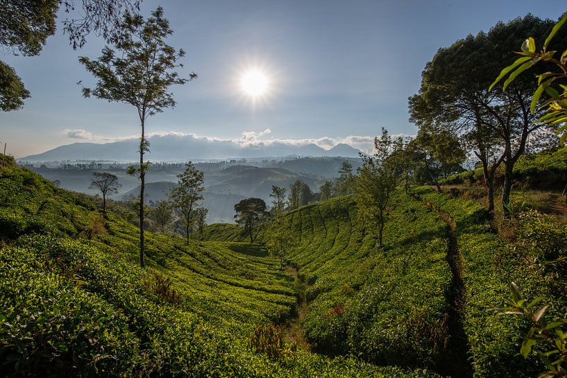 Teeplantage in Indonesien von Ellis Peeters