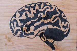 Brain (2/3)
