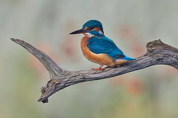 Martin-pêcheur sur Martins-pêcheurs - Corné van Oosterhout