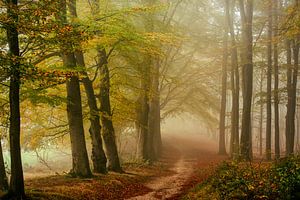 Nebeliger Weg in Veluwe