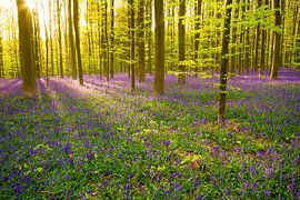 Hallerbos by Sam Mannaerts