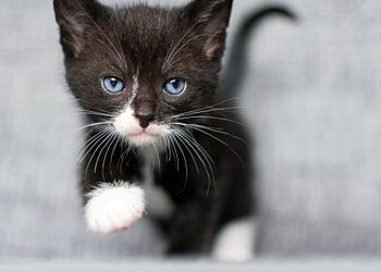 Kitten is walking towards you