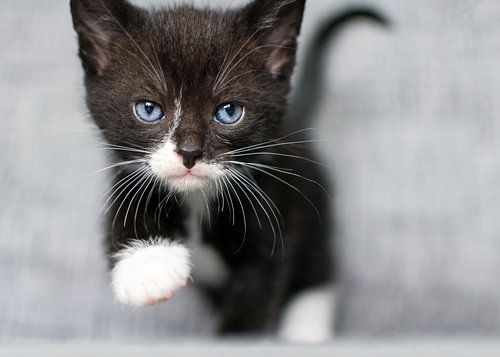 Kitten is walking towards you