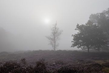 Die Sonne sticht durch den Nebel über der violetten Moorlandschaft von Peter Haastrecht, van