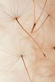 Pusteblumen Samen von Poster Art Shop