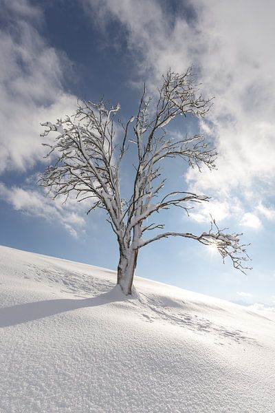 Enkele Engelse eik in de winter, natuurlandschap bij Füssen in de Allgäu van Walter G. Allgöwer