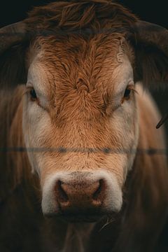 Eye to Eye by GIF STUDIO