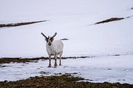 Rendier op de vlakte van Spitsbergen van Merijn Loch thumbnail