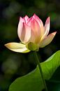 Lotusbloem van Thomas Herzog thumbnail